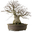 Fagus crenata, 65 cm, ± 40 years old, with a nebari of 35 cm and in a handmade Japanese pot