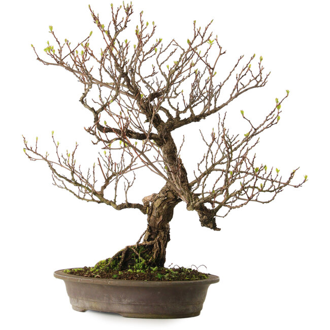 Actinidia, 65 cm, ± 25 jaar oud, met een nebari van 15 cm.