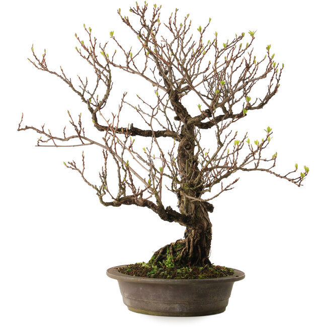 Actinidia, 65 cm, ± 25 ans, avec un nebari de 15 cm