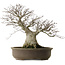 Fagus crenata, 65 cm, ± 40 jaar oud, met een nebari van 35 cm en in een handgemaakte Japanse pot.