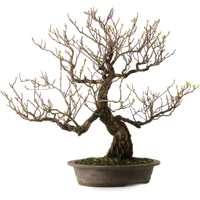 Actinidia, 65 cm, ± 25 años, con un nebari de 15 cm