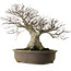 Fagus crenata, 65 cm, ± 40 jaar oud, met een nebari van 35 cm en in een handgemaakte Japanse pot.