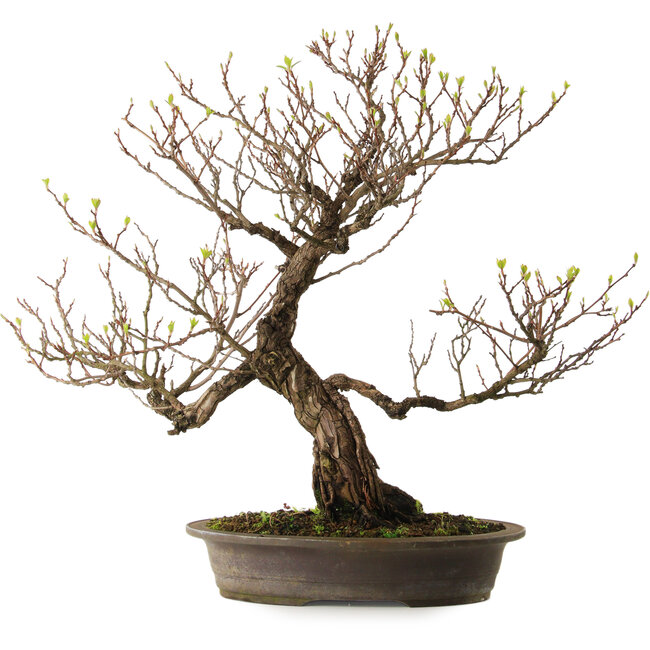 Actinidia, 65 cm, ± 25 anni, con nebari di 15 cm