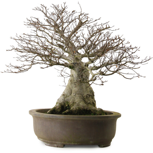 Fagus crenata, 65 cm, environ 40 ans, avec un nebari de 35 cm et dans un pot japonais fait main