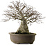 Fagus crenata, 65 cm, ± 40 years old, with a nebari of 35 cm and in a handmade Japanese pot