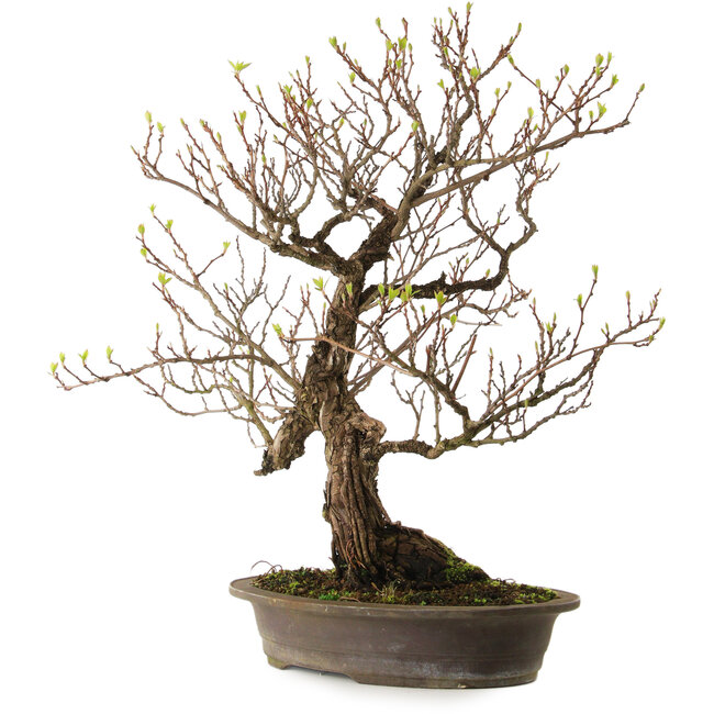 Actinidia, 65 cm, ± 25 jaar oud, met een nebari van 15 cm.