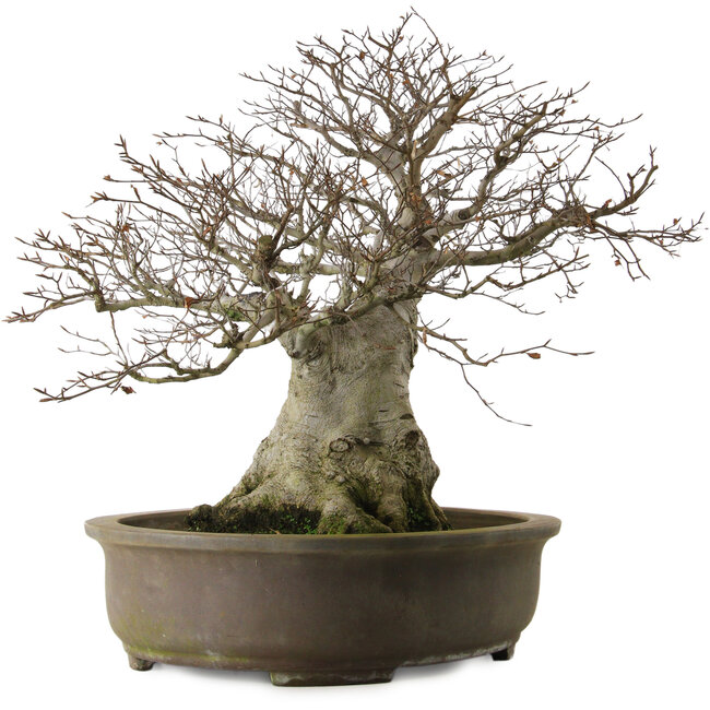 Fagus crenata, 65 cm, environ 40 ans, avec un nebari de 35 cm et dans un pot japonais fait main