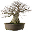 Fagus crenata, 65 cm, ± 40 jaar oud, met een nebari van 35 cm en in een handgemaakte Japanse pot.