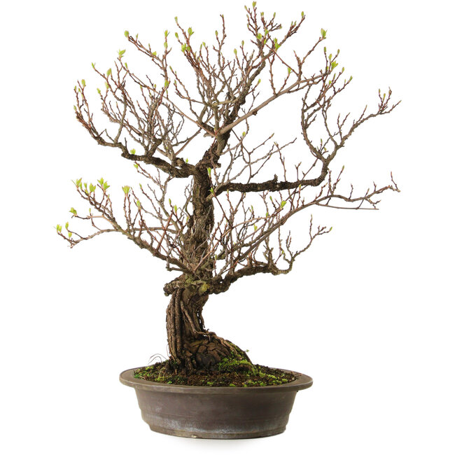 Actinidia, 65 cm, ± 25 years old, with a nebari of 15 cm