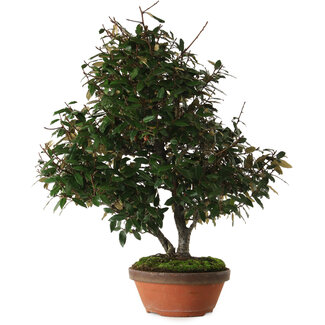 Elaeagnus, 60 cm, ± 25 ans