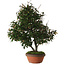 Elaeagnus, 60 cm, ± 25 jaar oud, met een nebari van 14 cm