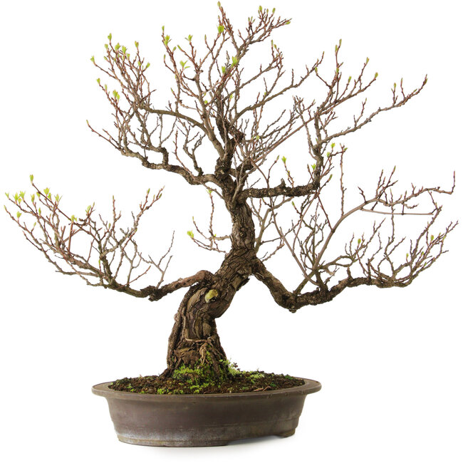 Actinidia, 65 cm, ± 25 Jahre alt, mit einem Nebari von 15 cm