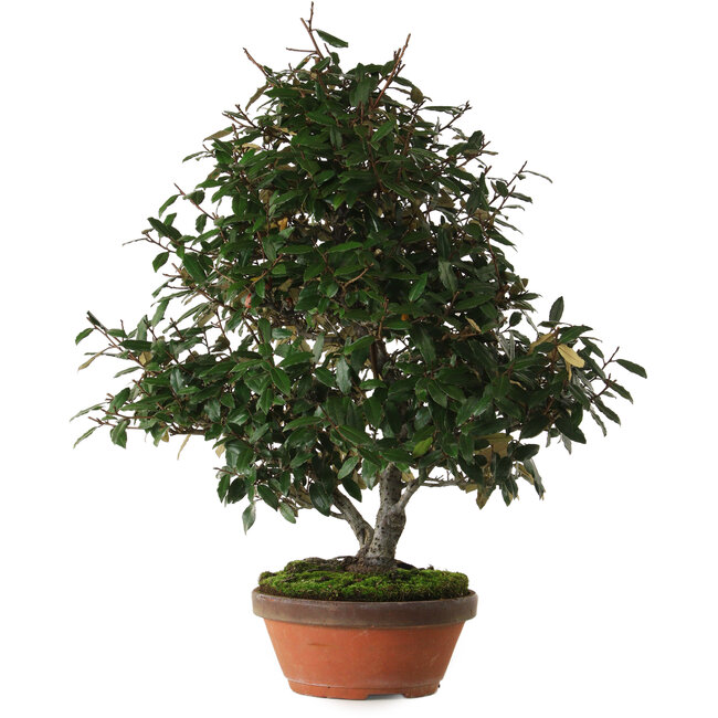 Elaeagnus, 60 cm, ± 25 años, con un nebari de 14 cm