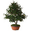 Elaeagnus, 60 cm, ± 25 jaar oud, met een nebari van 14 cm