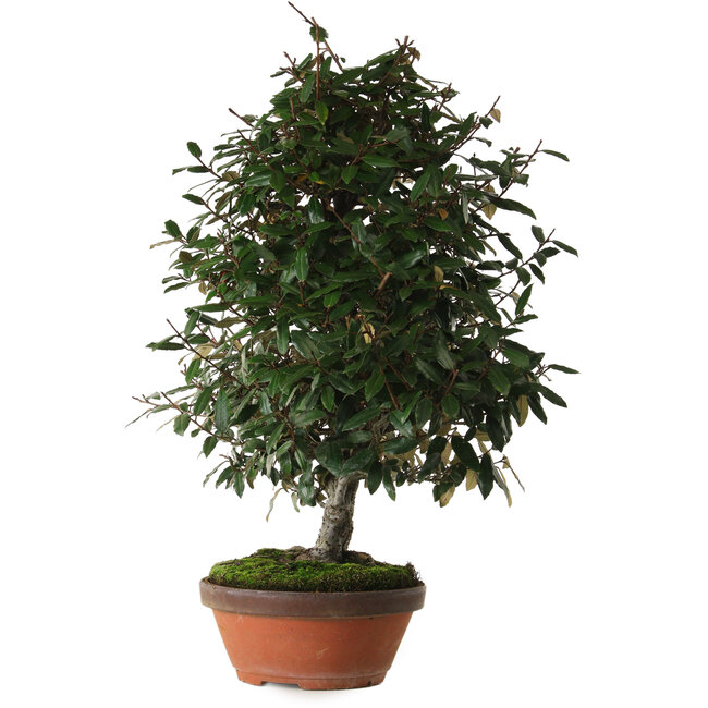 Ölweide (Elaeagnus), 60 cm, ca. 25 Jahre alt, mit einem Nebari von 14 cm