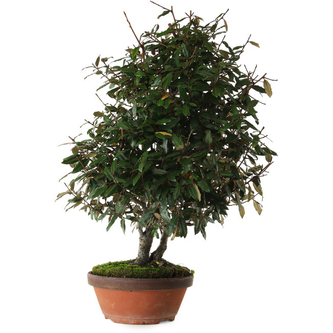 Elaeagnus, 60 cm, ± 25 ans, avec un nebari de 14 cm