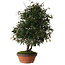 Elaeagnus, 60 cm, ± 25 anni, con nebari di 14 cm