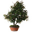 Elaeagnus, 60 cm, ± 25 anni, con nebari di 14 cm