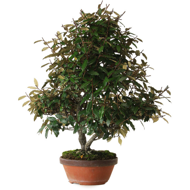Elaeagnus, 60 cm, ± 25 anni, con nebari di 14 cm