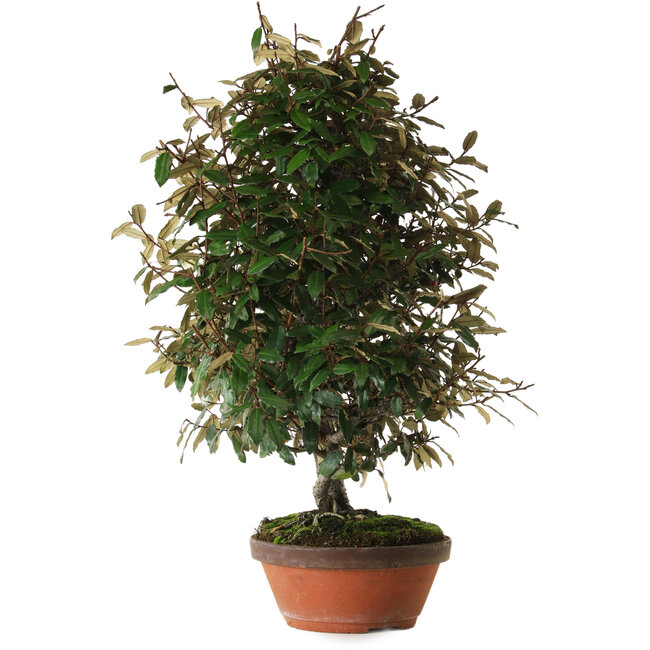 Elaeagnus, 60 cm, ± 25 anni, con nebari di 14 cm