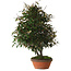 Elaeagnus, 60 cm, ± 25 jaar oud, met een nebari van 14 cm