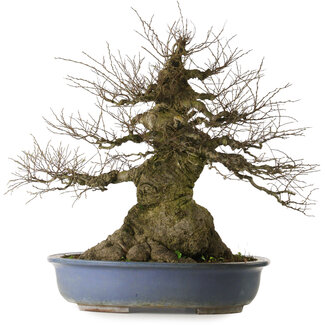 Celtis sinensis, 75 cm, ± 40 anni