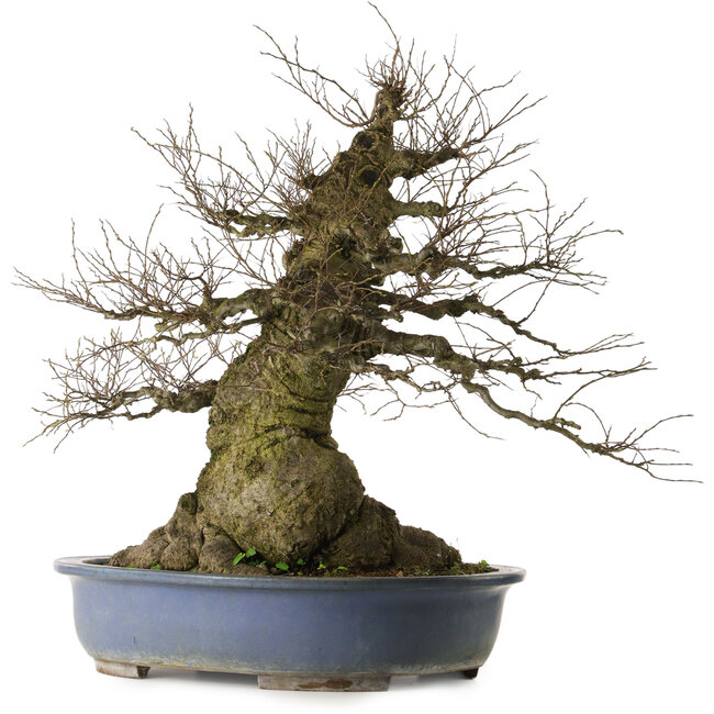 Celtis sinensis, 75 cm, ± 40 years old, with a nebari of 46 cm from, the garden of Shinji Suzuki