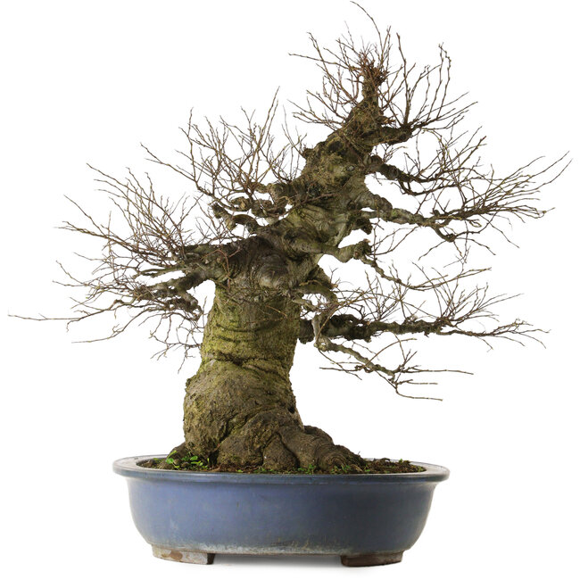 Celtis sinensis, 75 cm, ± 40 anni, con nebari di 46 cm, proveniente dal giardino di Shinji Suzuki