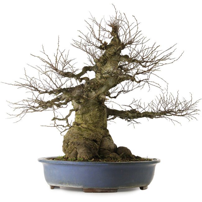 Celtis sinensis, 75 cm, ± 40 jaar oud, met een nebari van 46 cm, afkomstig uit de tuin van Shinji Suzuki.