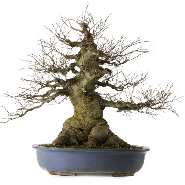 Celtis sinensis, 75 cm, ± 40 jaar oud, met een nebari van 46 cm, afkomstig uit de tuin van Shinji Suzuki.