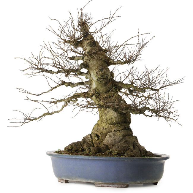 Celtis sinensis, 75 cm, ± 40 anni, con nebari di 46 cm, proveniente dal giardino di Shinji Suzuki