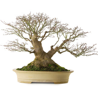 Reiho Acer palmatum, 57 cm, ± 50 years old