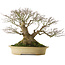 Acer palmatum, 57 cm, environ 50 ans, avec un nebari de 40 cm, dans un pot japonais fait main par Reiho