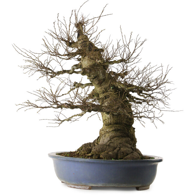 Celtis sinensis, 75 cm, environ 40 ans, avec un nebari de 46 cm, provenant du jardin de Shinji Suzuki.