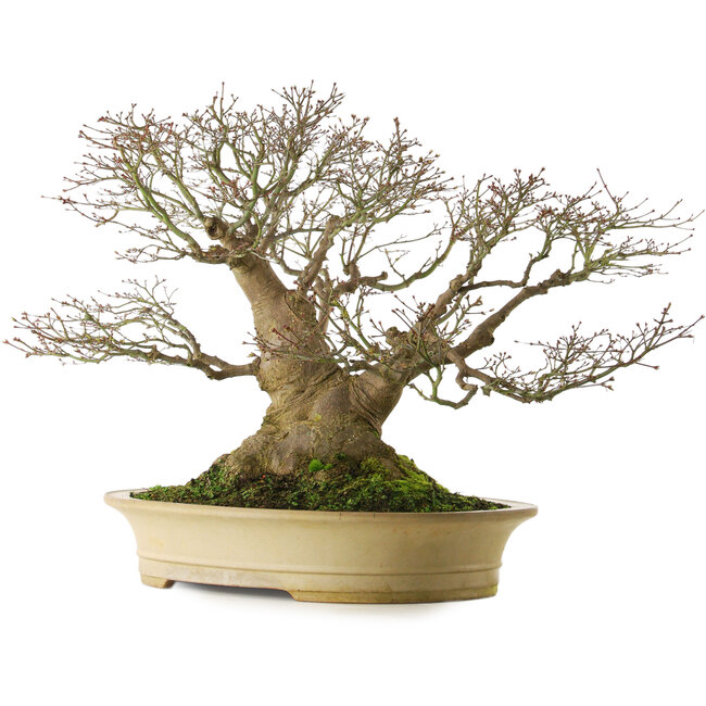 Acer palmatum, 57 cm, ± 50 jaar oud, met een nebari van 40 cm, in een handgemaakte Japanse pot van Reiho.