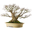Acer palmatum, 57 cm, ± 50 years old, with a nebari of 40 cm, in a handmade Japanese pot by Reiho
