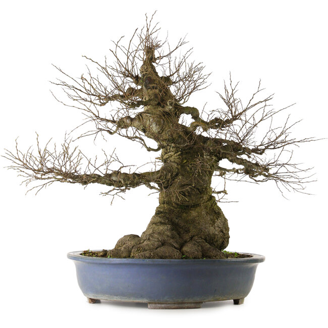 Celtis sinensis, 75 cm, ± 40 years old, with a nebari of 46 cm from, the garden of Shinji Suzuki