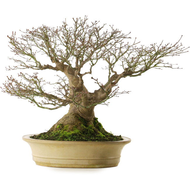 Acer palmatum, 57 cm, ± 50 anni, con nebari di 40 cm, in vaso giapponese fatto a mano da Reiho