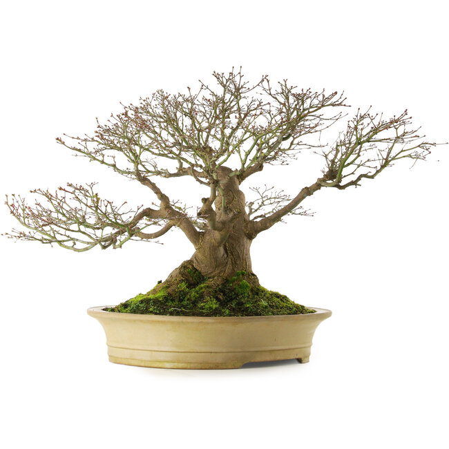 Acer palmatum, 57 cm, ca. 50 Jahre alt, mit einem Wurzelhals von 40 cm, in einem handgefertigten japanischen Topf von Reiho