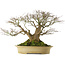 Acer palmatum, 57 cm, environ 50 ans, avec un nebari de 40 cm, dans un pot japonais fait main par Reiho