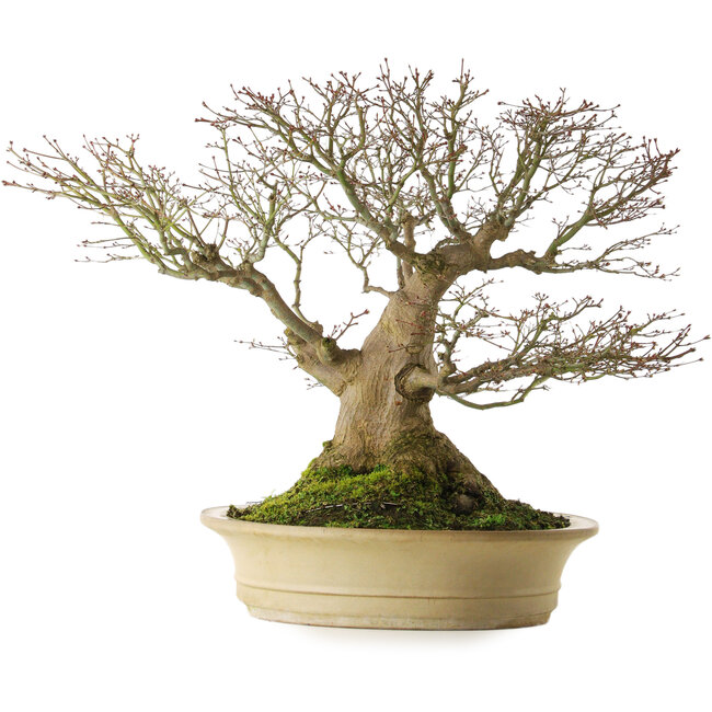 Acer palmatum, 57 cm, ± 50 anni, con nebari di 40 cm, in vaso giapponese fatto a mano da Reiho