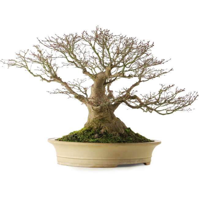 Acer palmatum, 57 cm, ± 50 anni, con nebari di 40 cm, in vaso giapponese fatto a mano da Reiho
