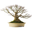 Acer palmatum, 57 cm, environ 50 ans, avec un nebari de 40 cm, dans un pot japonais fait main par Reiho