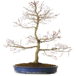 Acer palmatum Seigen, 67 cm, ± 15 anni