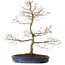 Acer palmatum Seigen, 67 cm, ± 15 ans, avec un nebari de 14 cm