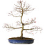 Acer palmatum Seigen, 67 cm, ± 15 years old, with a nebari of 14 cm