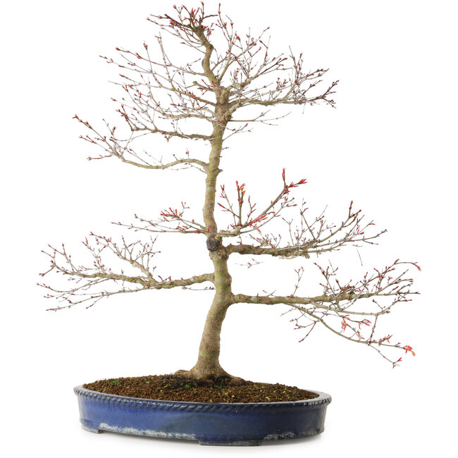 Acer palmatum Seigen, 67 cm, ± 15 ans, avec un nebari de 14 cm