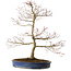 Acer palmatum Seigen, 67 cm, ± 15 anni, con nebari di 14 cm