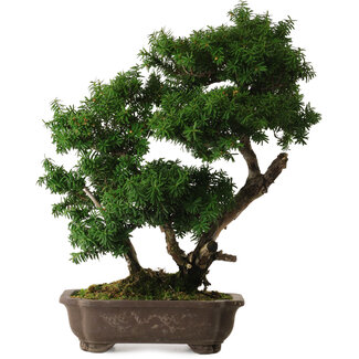 Taxus cuspidata, 53 cm, ± 20 years old