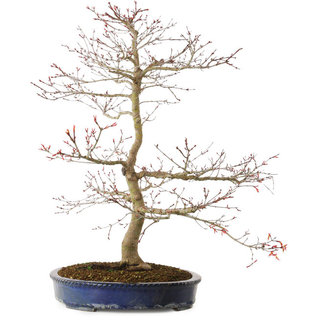 Acer palmatum Seigen, 67 cm, ± 15 jaar oud, met een nebari van 14 cm